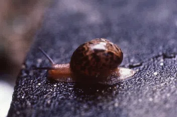 カタツムリ｜KINCHO園芸