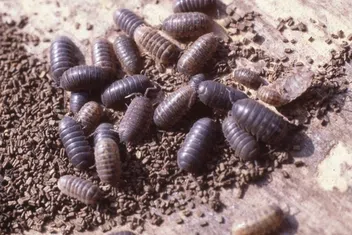 ダンゴムシ【不快害虫】｜KINCHO園芸