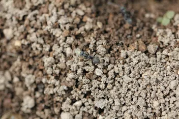 アリの生態と対処方法