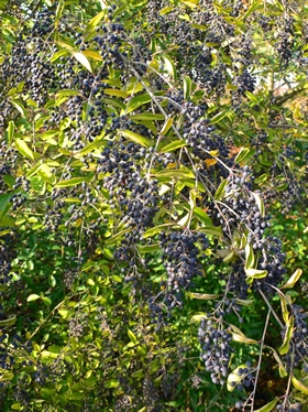 現品 ネズミモチ 山採り 1.3mほど 吹き流し 【公式通販】