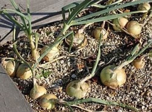 ガーデンストリート 食品・飲料・酒 玉葱苗 ネオアース 4000本