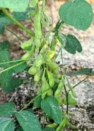 えだまめ【地植え】の育て方｜KINCHO園芸