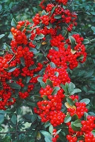 ピラカンサの育て方｜KINCHO園芸