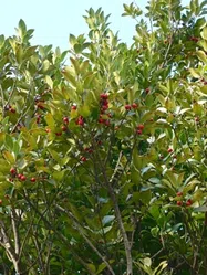 モチノキの育て方｜KINCHO園芸