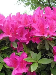 9530c7f8_dl_800.webp
