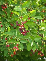 プロが監修】ジューンベリーの失敗しない育て方