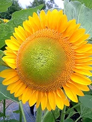 ※ひまわりページ※他の方は購入しないでください みんなも作ってみてね♪きれいで美味しいゼリードリンク