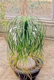 トックリラン　幹太 幹太 観葉植物 ポニーテール ノリナ(トックリラン) 6号 7号