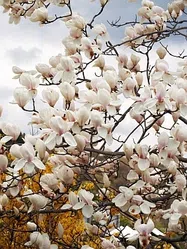 マグノリアの育て方｜KINCHO園芸