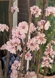 はなもも ハナモモ - Wikipedia