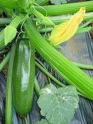 ズッキーニさま専用ページ ズッキーニ【地植え】の育て方｜KINCHO園芸