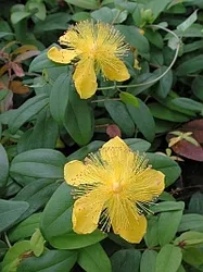 ヒペリカムの育て方｜KINCHO園芸